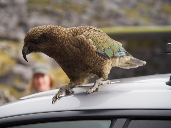 Kea