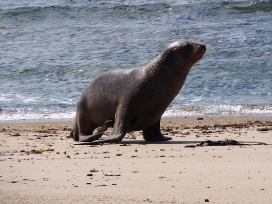 Neuseeländischer Seelöwe