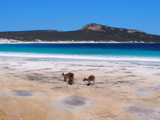 Kängurus im Cape le Grand Nationalpark