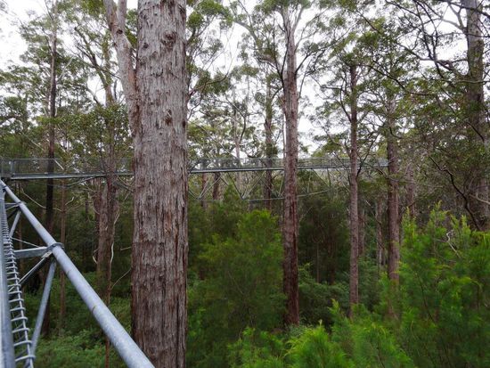 Tree Top Walk
