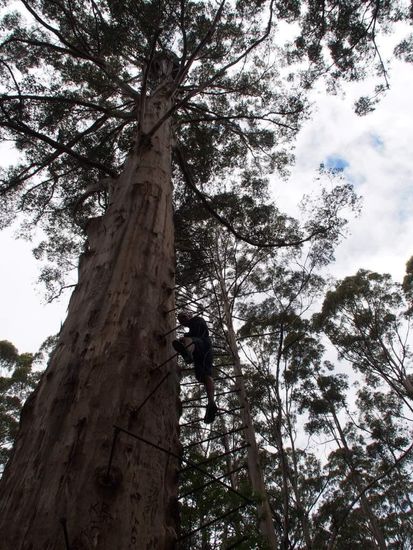 Gloucester Tree