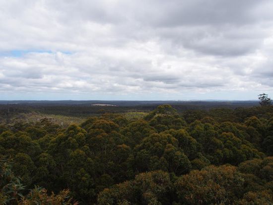 Aussicht vom Gloucester Tree