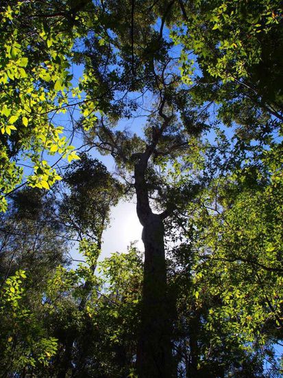 Im Beedelup Nationalpark bei Pemberton