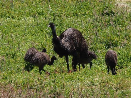 Emu Familie