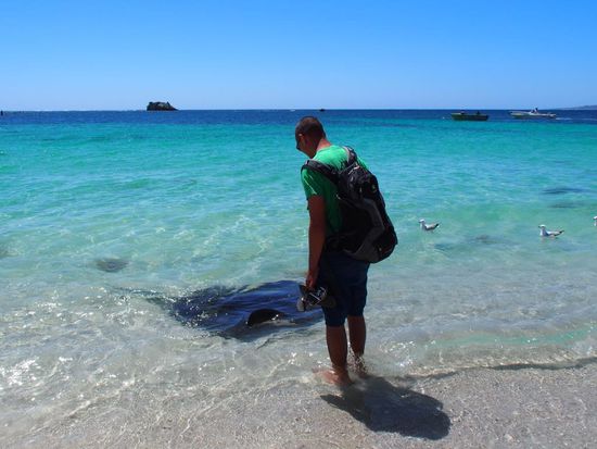 Stachelrochen in der Hamelin Bay
