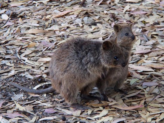Kurzschwanzkängurus