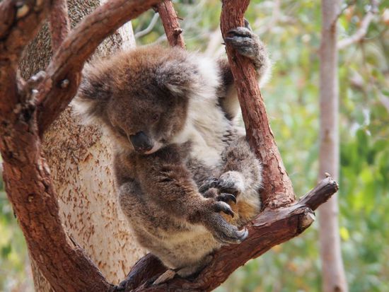 Koala im Yanchep Nationalpark
