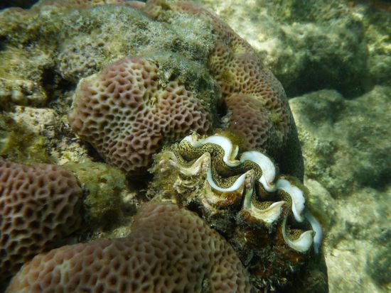 Schnorcheln am Ningaloo Reef