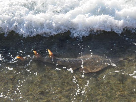 Der spezielle Rochen