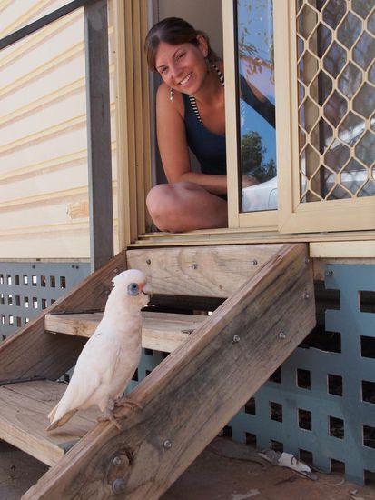Dieser freche Kakadu bettelte am Morgen vor unserer Türe