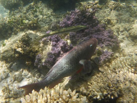 Schnorcheln bei den Oyster Stacks