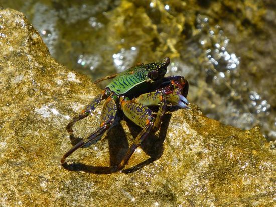 Grüne Krabbe bei den Oyster Stacks