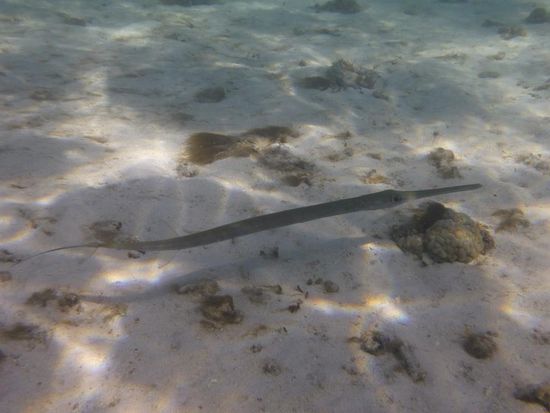 Eine Art Flötenfisch