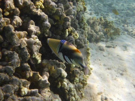 Drückerfisch beim Drift-Snorkel