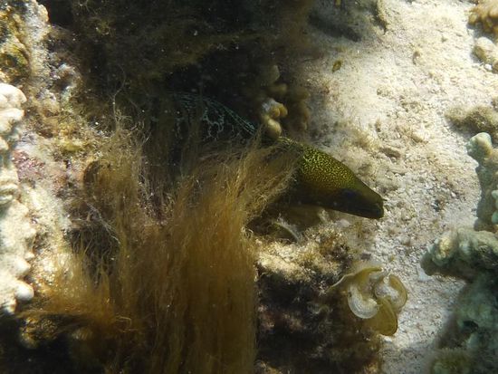 Muräne beim schnorcheln