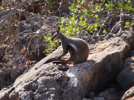 Schwarzfussfelsen-Känguru