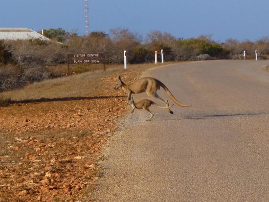 Kängurus auf der Strasse