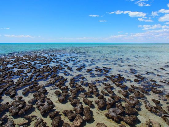 Stromatolithen auf dem Weg nach Monkey Mia