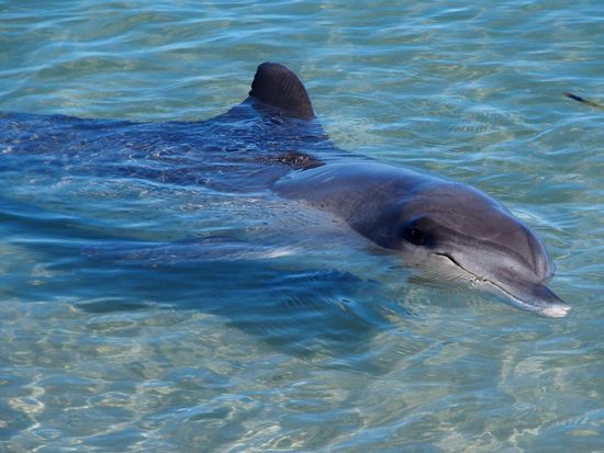 Delfin am Strand von Monkey Mia