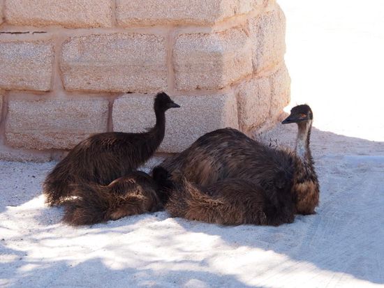 Emus beim Resort