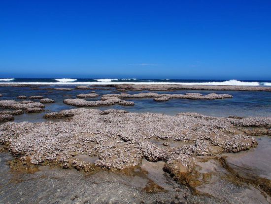 Muschelbänke am Strand bei Kalbarri