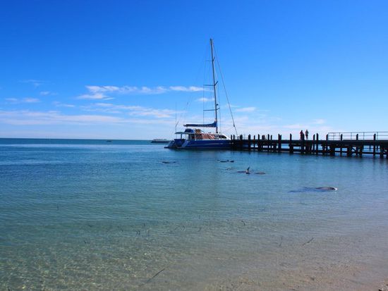 Delfine bei Monkey Mia