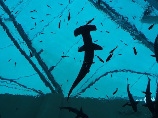 Hammerhai im Aquarium