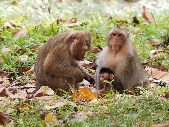 Affen rund um die Tempel