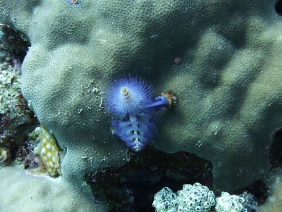 Spiralröhrenwurm oder auch Weihnachtsbaumwurm