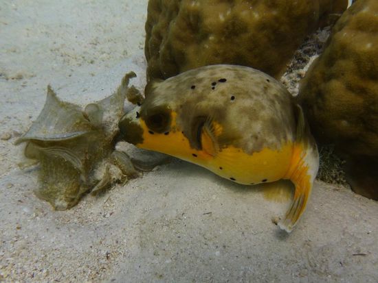 Beim schnorcheln bei den Twin Peaks