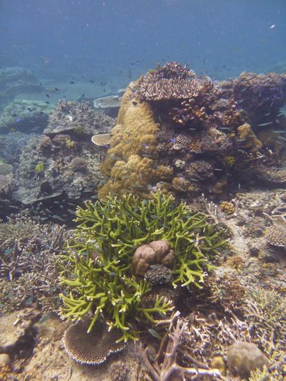 Schnorcheln auf dem Trip