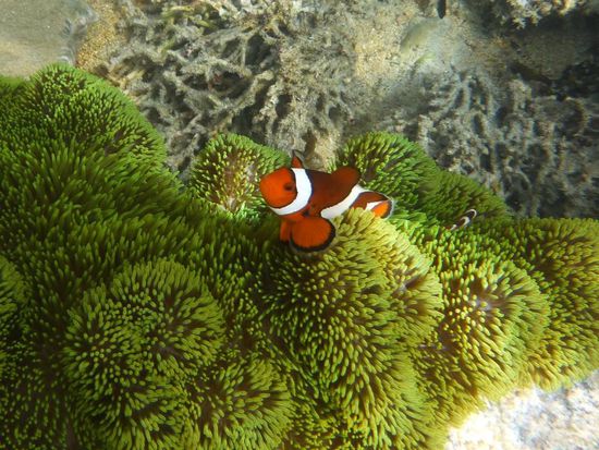 Clownfisch