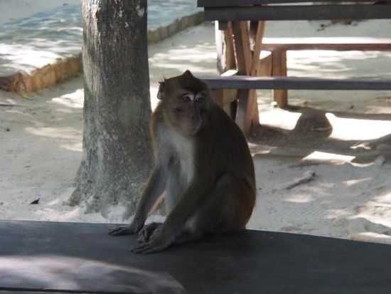 Affen rund um die Höhle