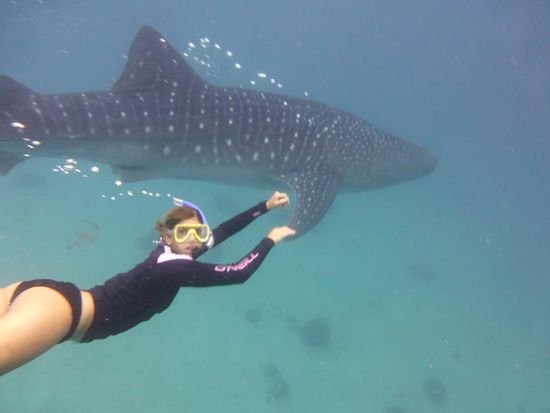 Schwimmen mit den Walhaien