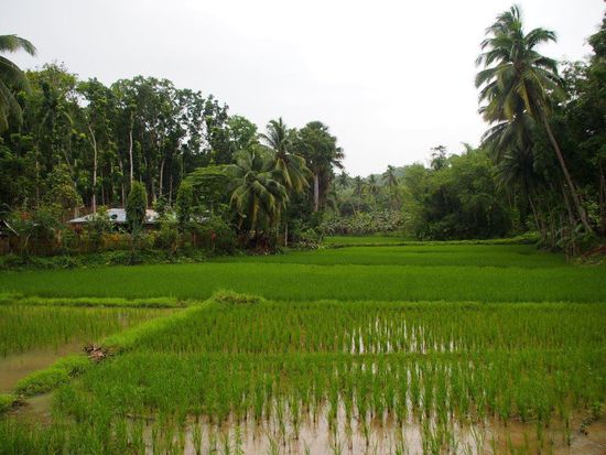 Reisfelder auf Bohol