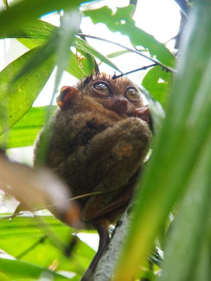Tarsier