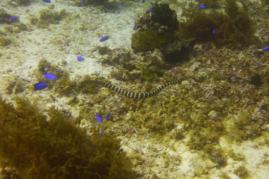 Seeschlange bei Snake Island