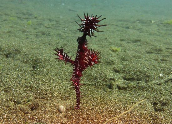 Geisterpfeifenfisch beim Makrotauchgang