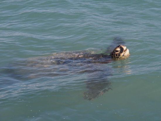 Die erste Schildkröte direkt am Strand in Waikiki
