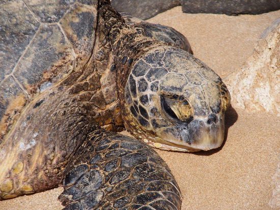 Suppenschildkröte, welche sich am Strand ausruht
