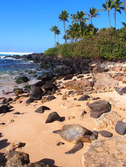 Laniakea Beach im Norden der Insel