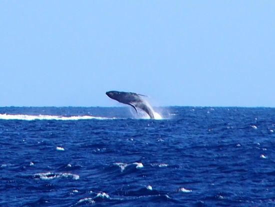 Springender Buckelwal