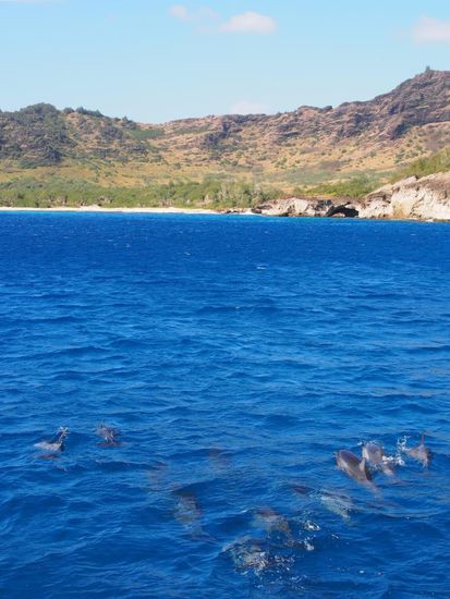 Spinnerdelfine vor der Maha'ulepu Coast