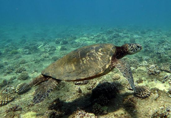 Schnorcheln mit einer Schildkröte