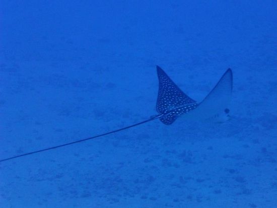 Gefleckter Adlerrochen