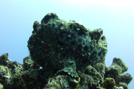 Man erkennt ihn kaum, aber auf dem Bild befindet sich ein grosser gut getarnter Frogfish