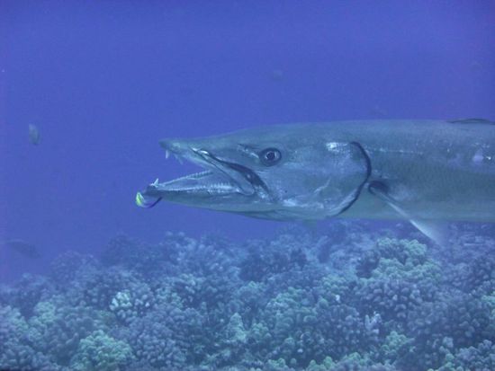 Grosser Barracuda