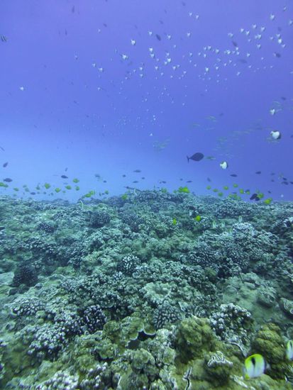 Riff im Molokini Krater