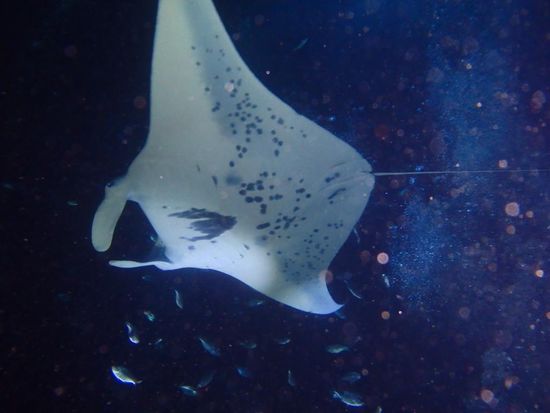 Nachttauchgang mit den Mantarochen