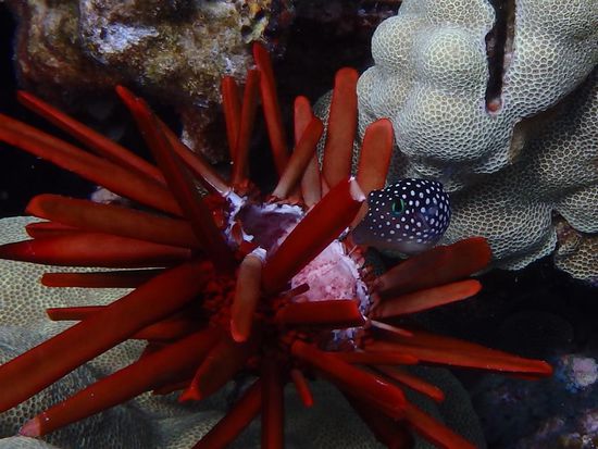 Beim schnorcheln in der Kealakekua Bay